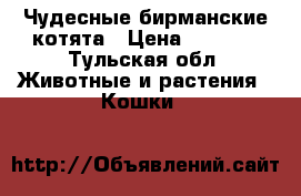 Чудесные бирманские котята › Цена ­ 3 000 - Тульская обл. Животные и растения » Кошки   